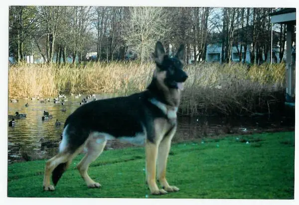 Hidden Springs Saxon's Valor