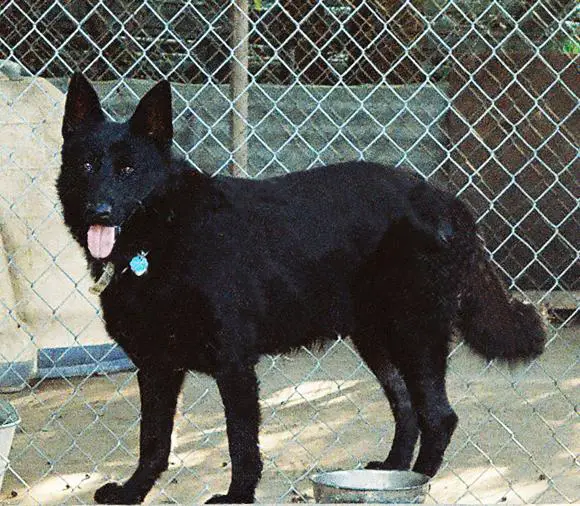 Vador von Heisterberg