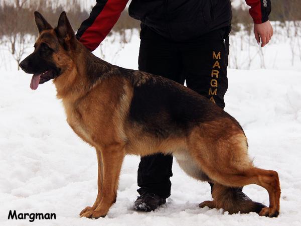 ED-NORMAL, SG Margman Woodoo