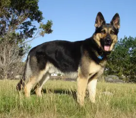 Doxy Canislog