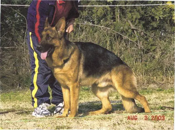 Jumbo Van Basten