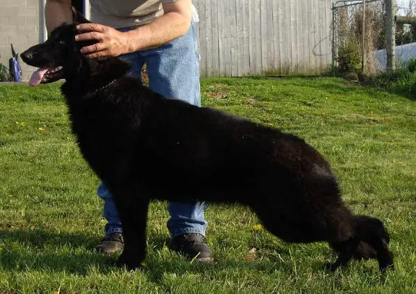 Sanhedrin's Magnolia