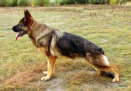 Best Marial Antarktida