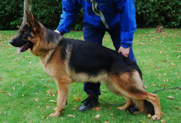 SG (DE) HausMailand Oskar