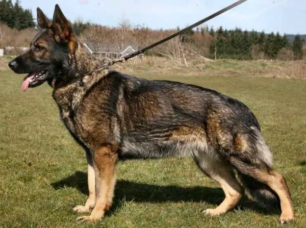 SG Trixi ze Zlataku