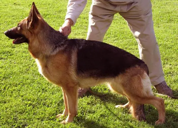 V Hanni vom Elzmündungsraum