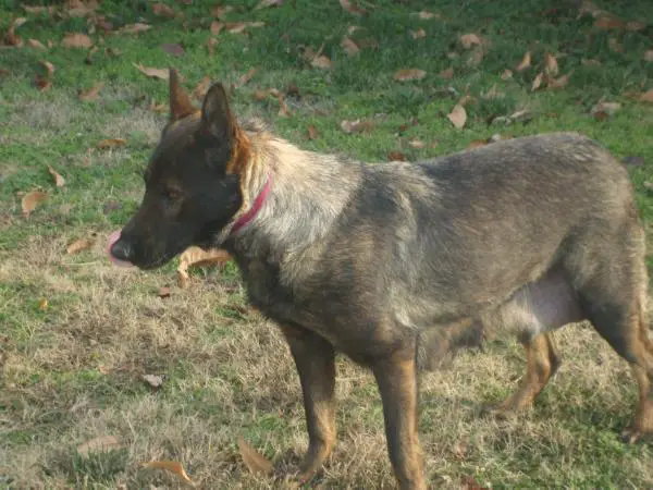 Venus Rein Von Dagenis