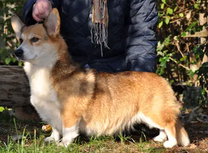 CHAMPION PL, Madam Gaucho Cekore