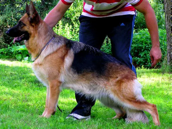 V Olivia vom Tatzend