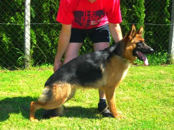 VV-1 Nyírségi- Royál Léna