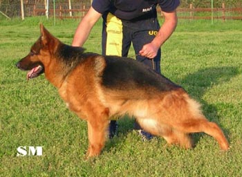 V18 CH.ITA CH.INTERNAZ.BELLEZZA Saro degli Arvali