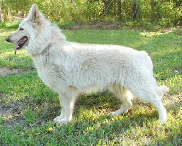 Olivier's Don't Turn Your Back On Me