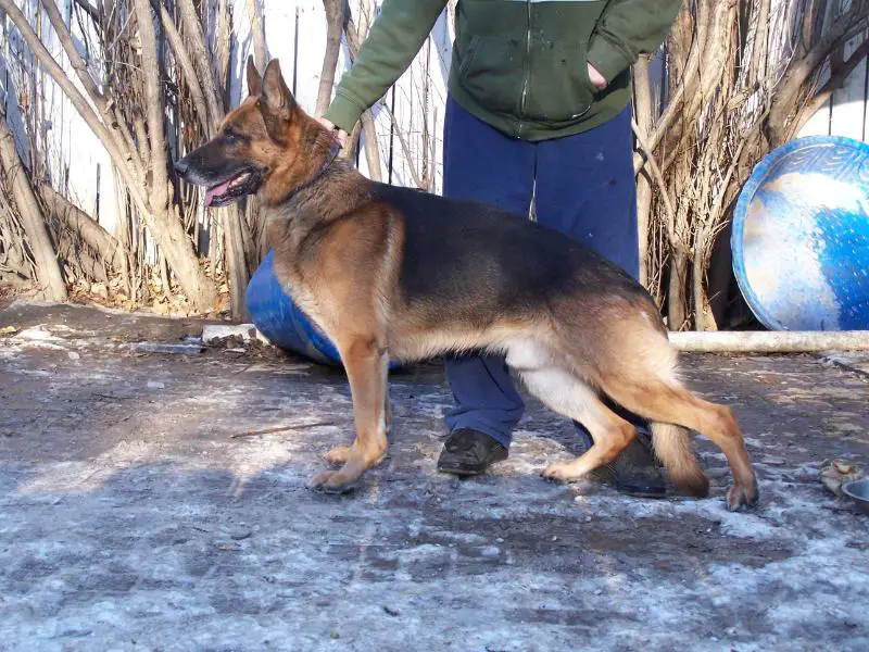 Caspian von Backstromhus