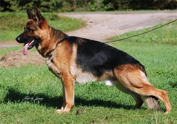 Bravos Gelezinis vilkas