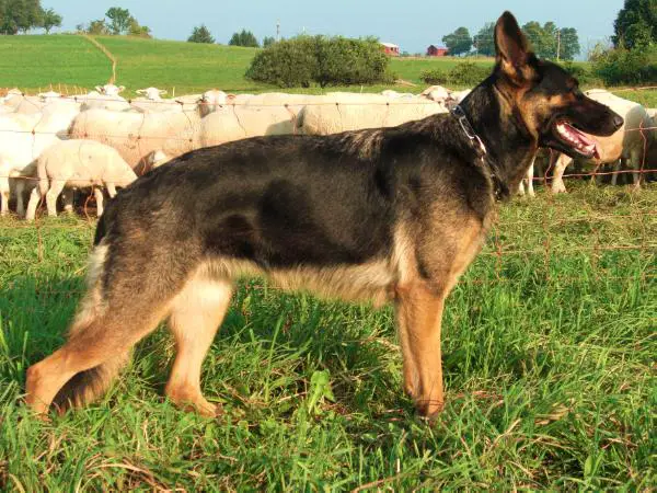 Lara vom Dolderbrunnen