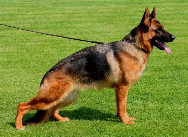 SG 18 BSZS 09 Baisha vom Hof Aragorn