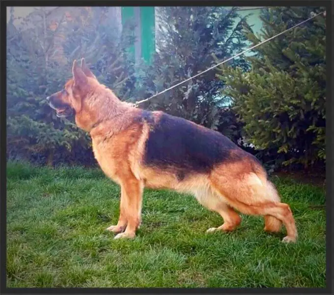 SG1 Raffy von Valeri