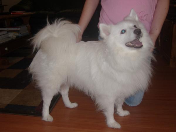 Royal Oaks Denali's Dance