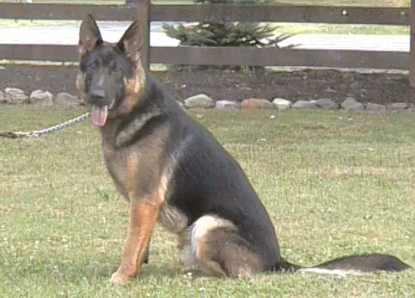 POLICE CERTIFIED K-9 Irrisk Von Whitedheim