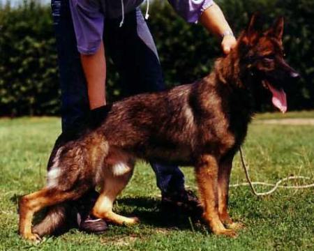 Astor vom Ursprung
