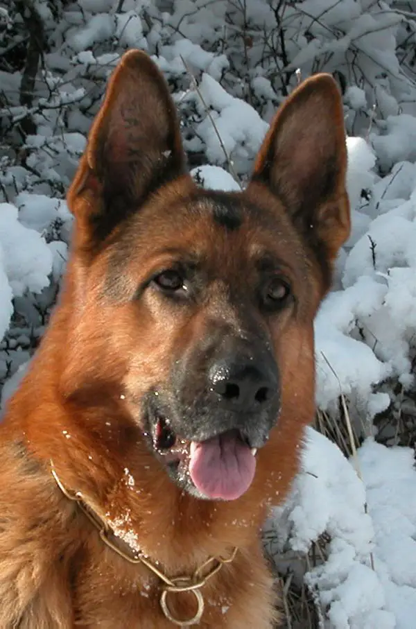 V 28 (FR) Snake Du Meolion