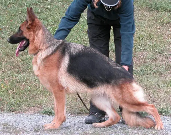 SG 8 (FR) V10 (FR) Darkia du Méolion