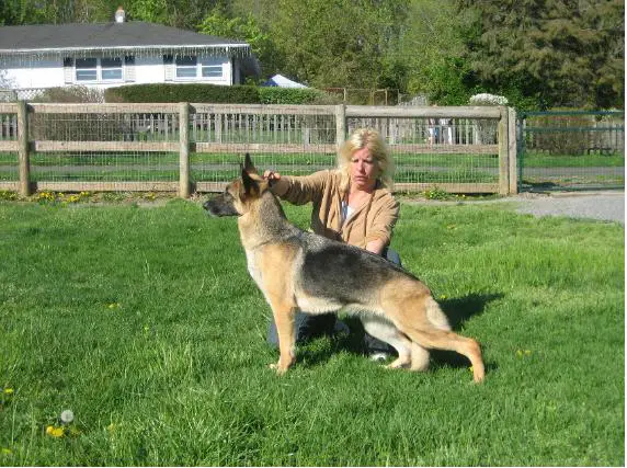 Lyloak's Sugar Maple