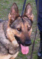 Mia's Shambhala-Dwam USA