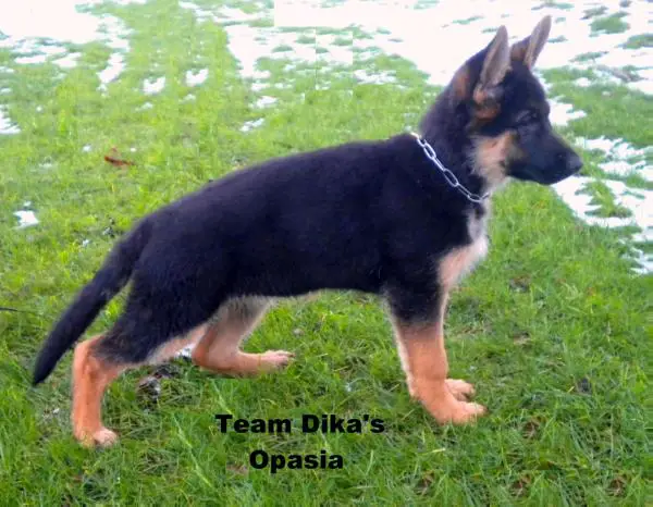 Team Dika's Opasia