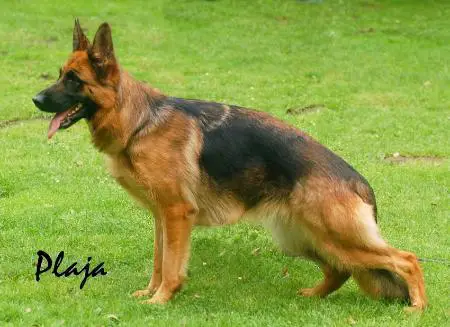 V SG60 (2009 BSZS) Ornelli aus Westsachsen