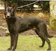 Ando [Dhr. B. J. Mittendoff, Tubbergen]