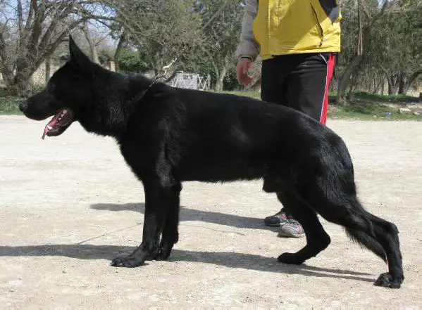 Karlo von der Wilden