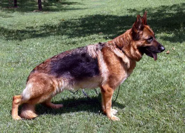 Kiki di Bella Gioconda