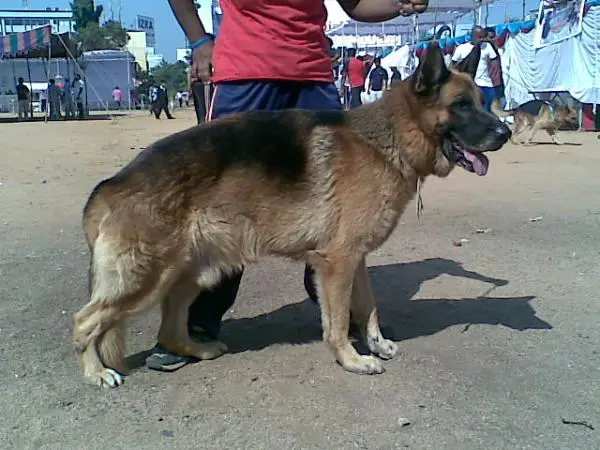 YANKEE YAGO