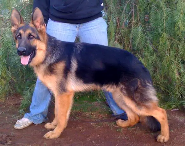 ZBiggs Psalm 91 Von Salerno