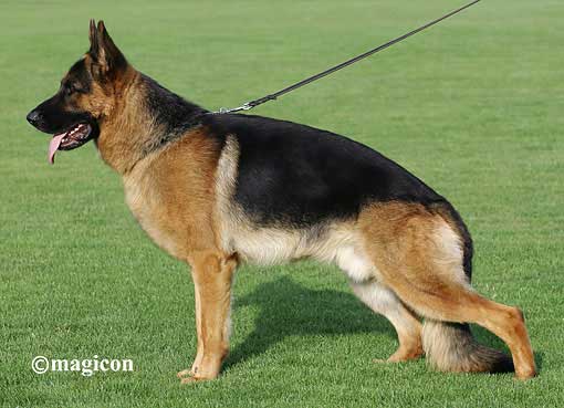 Nil vom Aphrodite Kennel