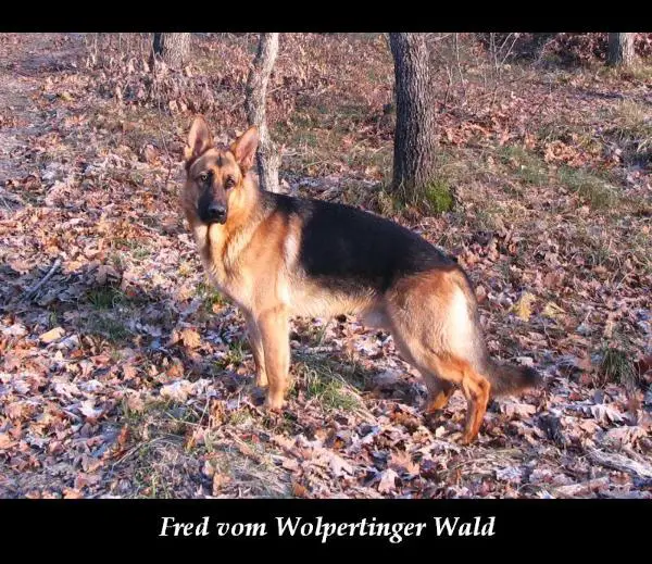 Fred vom Wolpertinger Wald
