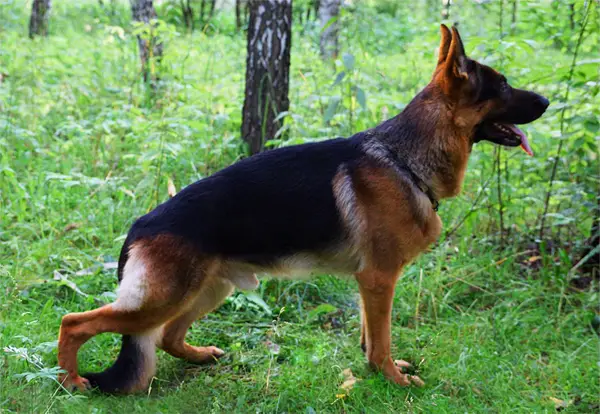 J.CH.RUS, CH.RUS Onuks Dragon fon Birken Forstadt