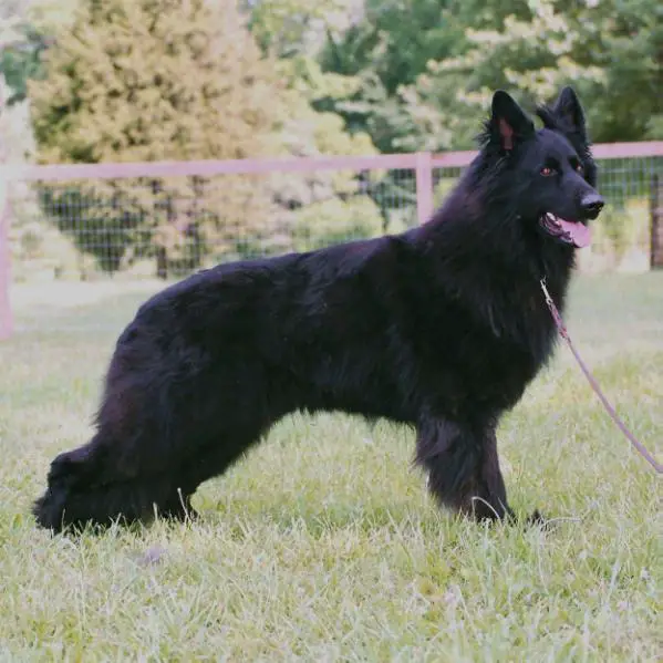 Haven Creek'S Devaki