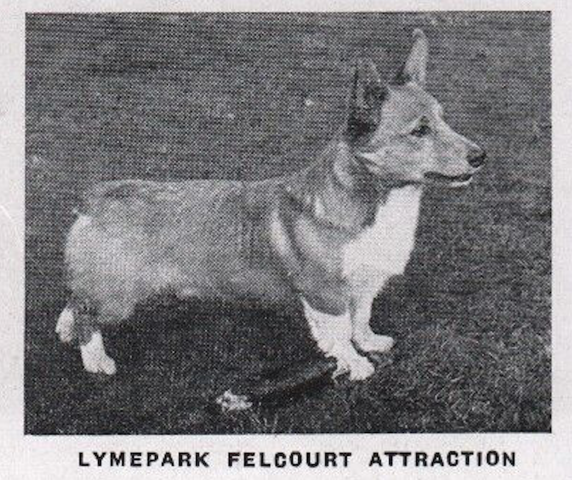 Lymepark Felcourt Attraction