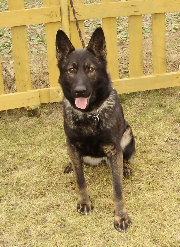 NIKKY z Dvorakova sadu