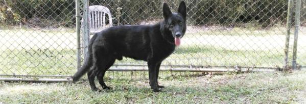 Brown's Olivier's Indy's Revenge