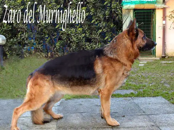 Zaro Del Murnighello