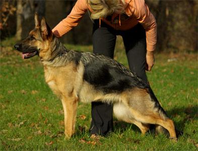 Faerhund Galateya