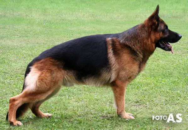 Malik vom schwarzen Stamm