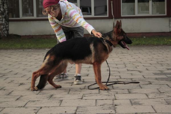 Aka Larencija Sunsnukynas