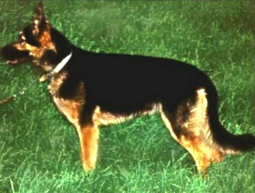 Sahiela Yette v Steinig Tal