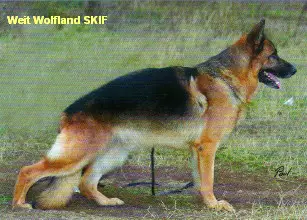 Wait Wolfland Skif