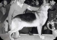 BIS Crufts 1969 CH.(UK) Hendrawens Nibelung of Charavigne