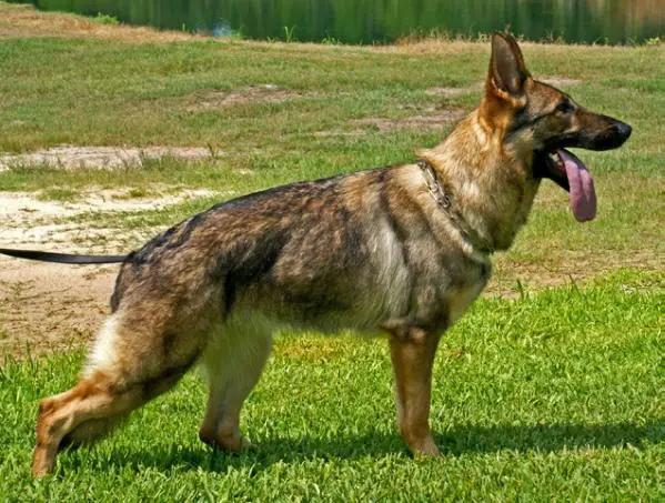 Mara von den Korbmachern